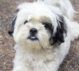 kaustisk pølse På kanten Shih Apso Dog Breed Health, Temperament, Grooming, Feeding and Puppies -  PetGuide | PetGuide