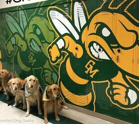 Golden Retrievers Bring Comfort to Maryland High School After Shooting