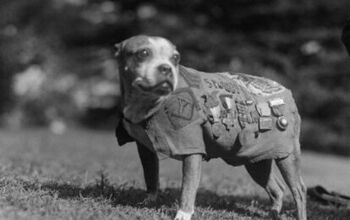 The Story of Stubby The World War I Hero Dog is Hitting the Big Screen