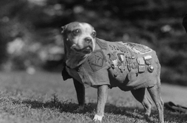 the story of stubby the world war i hero dog is hitting the big screen
