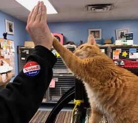 Shelter Cats Are Learning To High Five for the Best Reason Ever