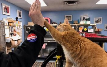 Shelter Cats Are Learning To High Five for the Best Reason Ever