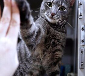 shelter cats are learning to high five for the best reason ever