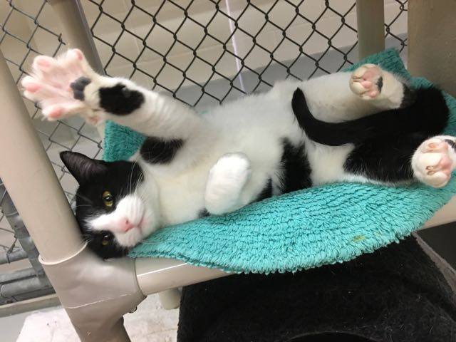 shelter cats are learning to high five for the best reason ever