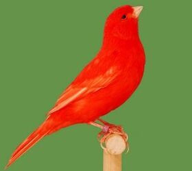 Red Factor Canary Health, Personality, Colors and Sounds - PetGuide |  PetGuide