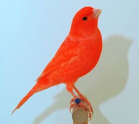 red-factor-canary.jpg