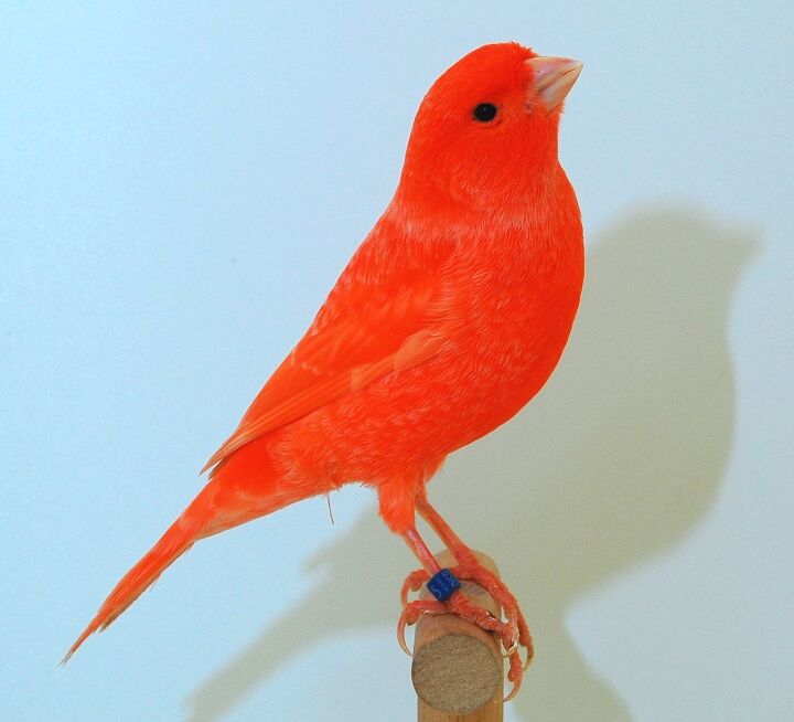 Red Factor Canary Health, Personality, Colors and Sounds - PetGuide ...