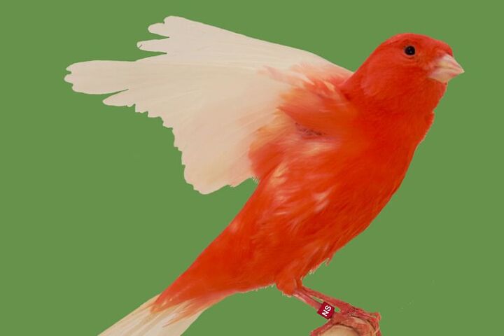 Red Canary Bird