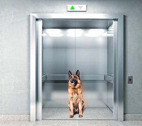 How to Teach Your Dog to Calmly Ride in an Elevator