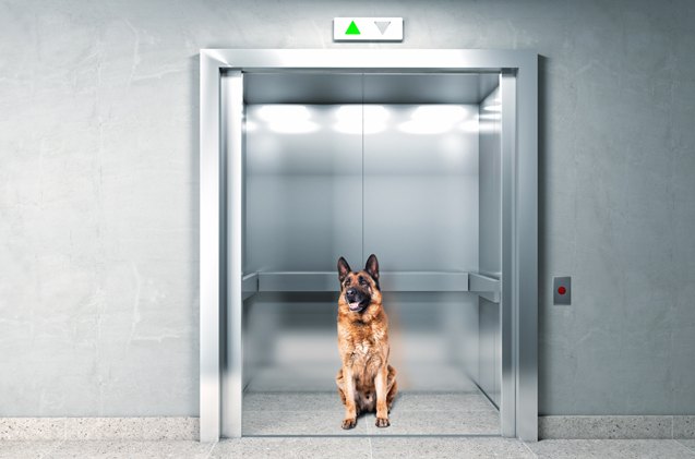 how to teach your dog to calmly ride in an elevator