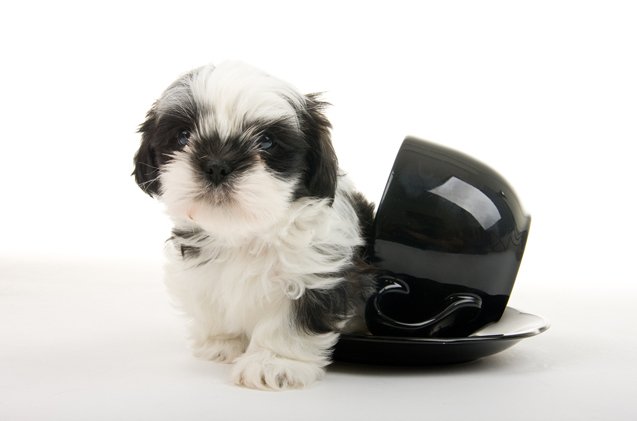 top 10 most popular teacup dog breeds