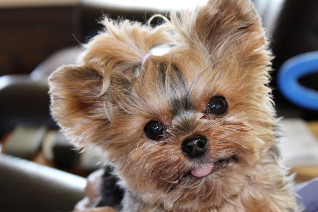 Top 10 Most Popular Teacup Dog Breeds Information and Pictures ...
