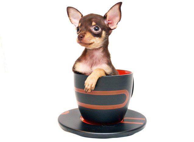 top 10 most popular teacup dog breeds