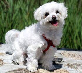 Top 10 Most Popular Teacup Dog Breeds Information And Pictures ...