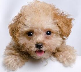 teacup dog breeds list with pictures