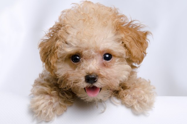 top 10 most popular teacup dog breeds