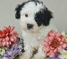 Hypoallergenic teacup clearance dog breeds