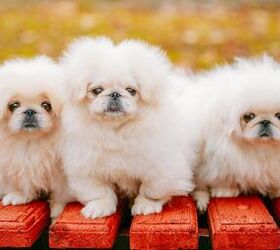 top 10 most popular teacup dog breeds