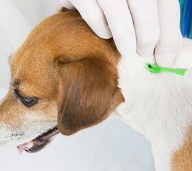 5 Places to Regularly Check Your Dog for Ticks