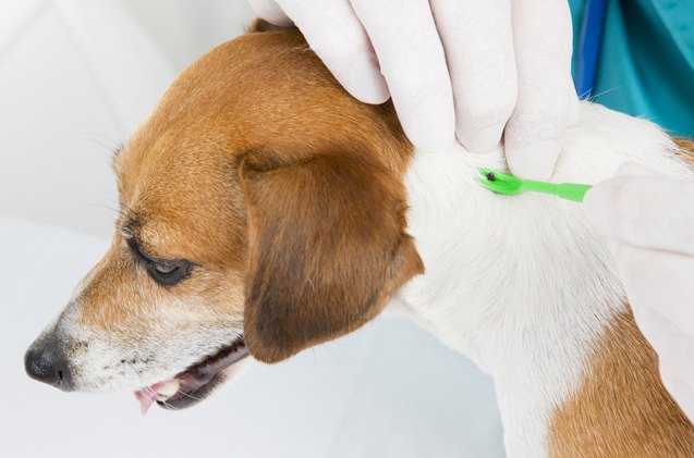 5 places to regularly check your dog for ticks