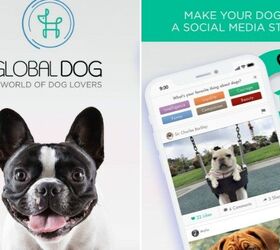 The Global Dog Wants To Make Your Dog a Star