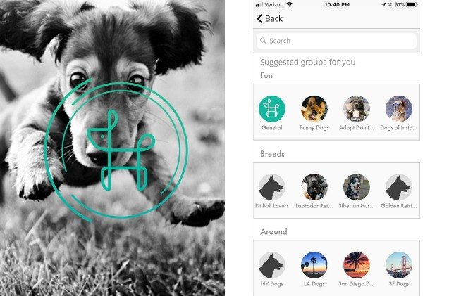 the global dog wants to make your dog a star