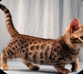 genetta cat full grown