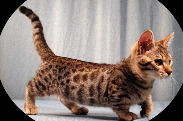 Jenetta Color Genetta Cat Breed Information and Pictures - PetGuide | PetGuide