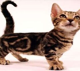 genetta cat full grown