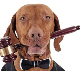 Therapy Dogs Could Be Helping Lawyers Mediate Divorces