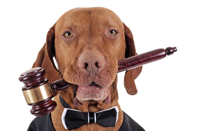 therapy dogs could be helping lawyers mediate divorces