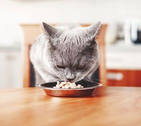 do cats prefer more nutritious foods