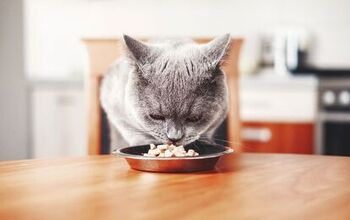 Do Cats Prefer More Nutritious Foods?