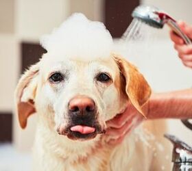 doggie showers are the newest interior design craze