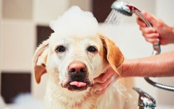 Doggie Showers Are the Newest Interior Design Craze