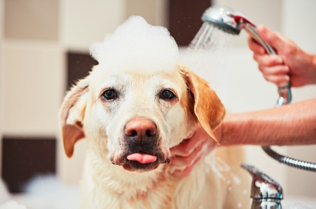 doggie showers are the newest interior design craze