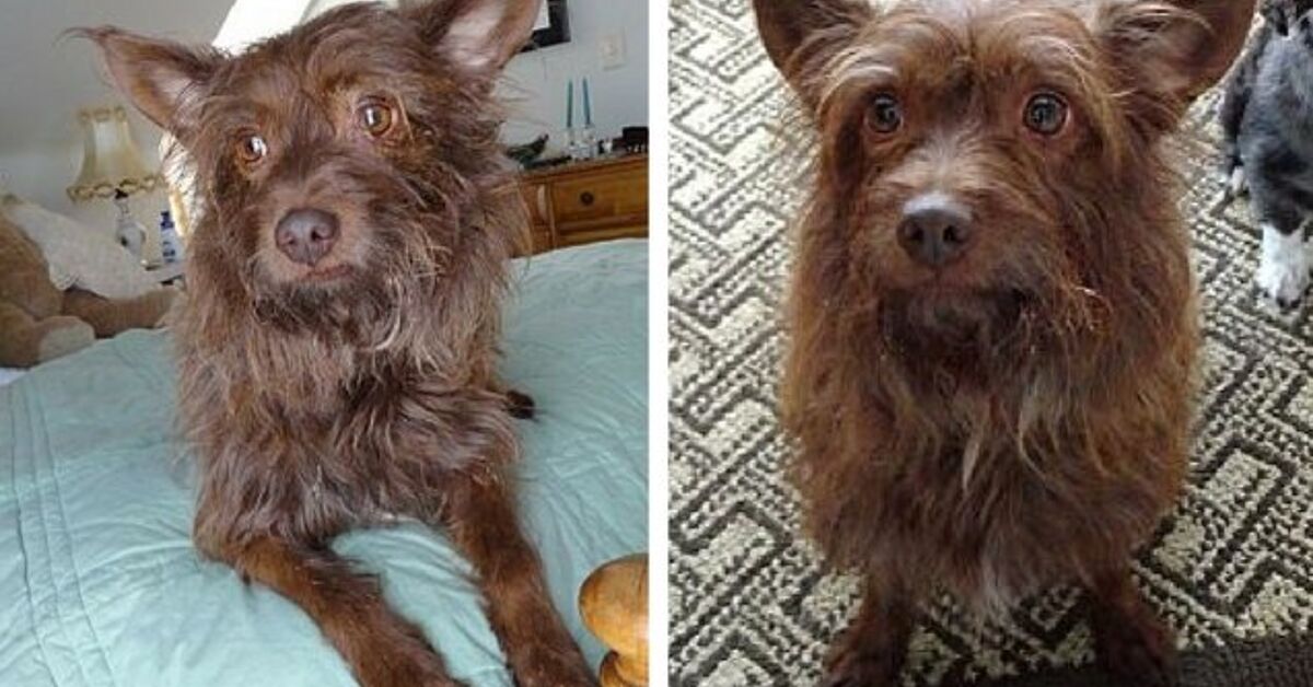 Adoptable Dog of the Week- Rusty | PetGuide