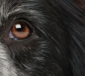 Mars Petcare Looks To Pioneer Genetic Testing For Canine Eye Disorders