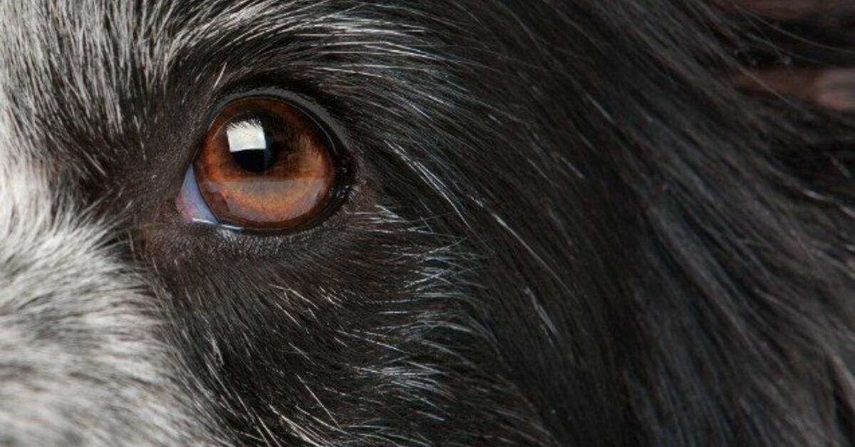 Mars Petcare Looks To Pioneer Genetic Testing For Canine Eye Disorders |  PetGuide