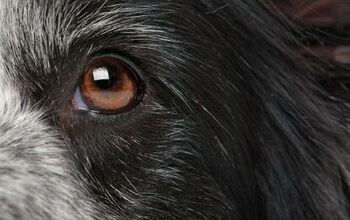 Mars Petcare Looks To Pioneer Genetic Testing For Canine Eye Disorders