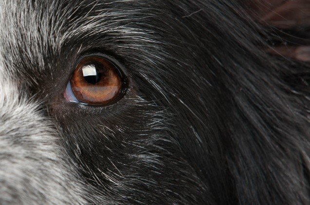 mars petcare looks to pioneer genetic testing for canine eye disorders