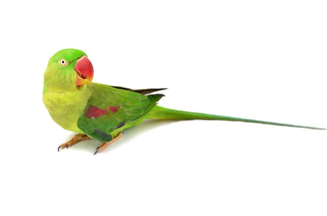 Alexandrine Parakeet Bird Breed Information and Pictures - PetGuide ...