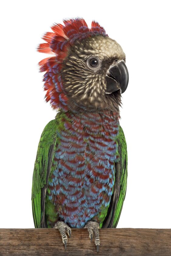 hawk headed parrot