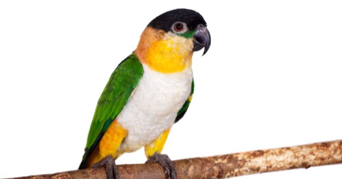Black Headed Caique Bird Breed Information and Pictures - PetGuide ...