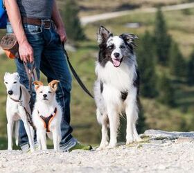 6 types of dogs youll meet on the hiking trail