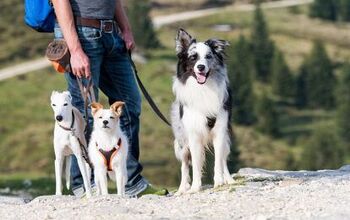 6 Types of Dogs You’ll Meet on the Hiking Trail