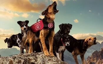 Superpower Dogs Are Rallying LA Pooches for an Epic Final Scene