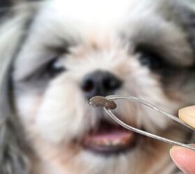 5 Nifty Tips for Dog Tick Removal