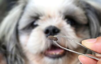 5 Nifty Tips for Dog Tick Removal