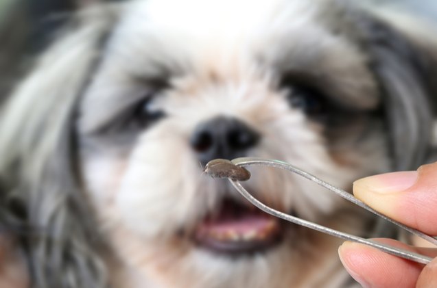 5 nifty tips for dog tick removal